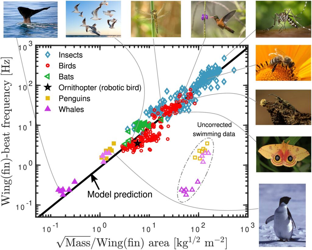 Collision frequency of birds, insects, bats and whales is predicted by body mass and wing area alone